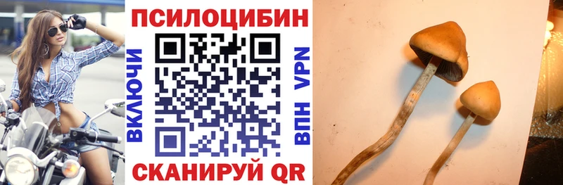 Галлюциногенные грибы Psilocybe  Купить где  Нахабино 